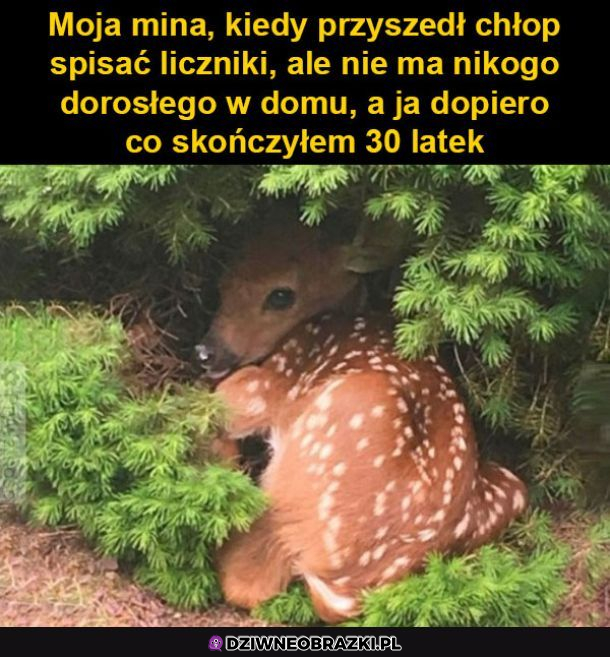 Już może Pan sobie pójść? 