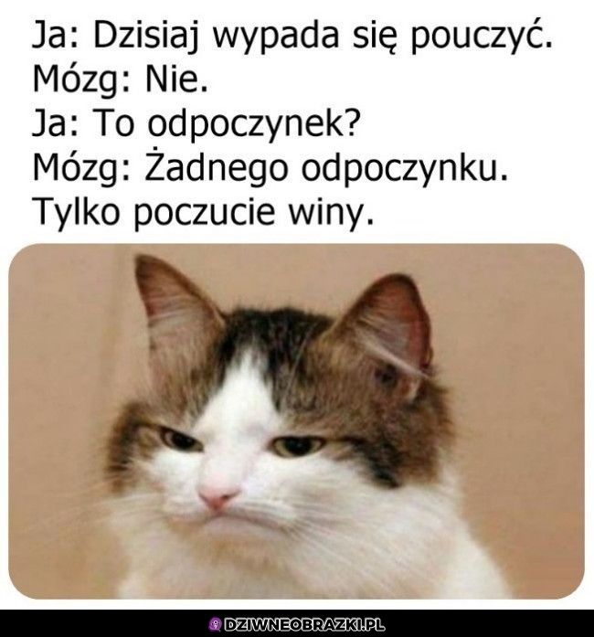 Żadnej nauki