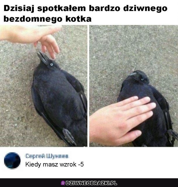 Dziwne kitku