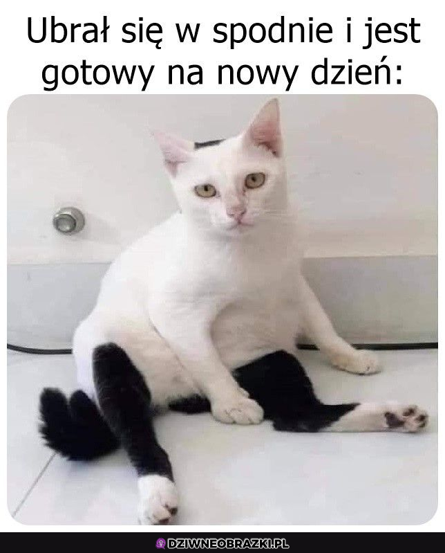 Piękne spodenki ma