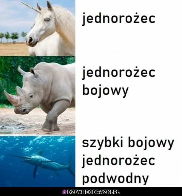 3 rodzaje