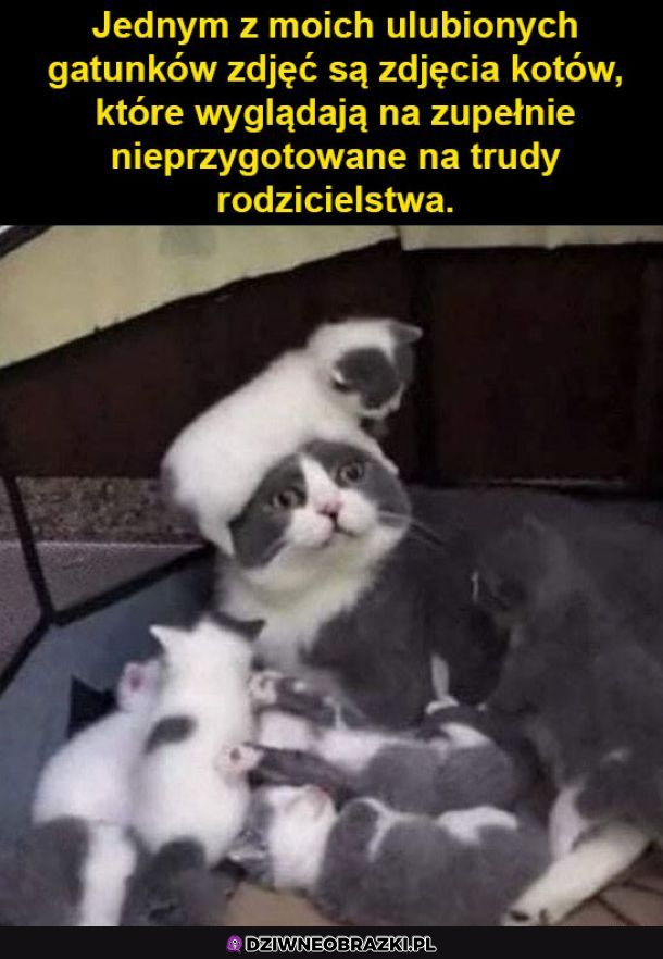 Zdjęcia kotów