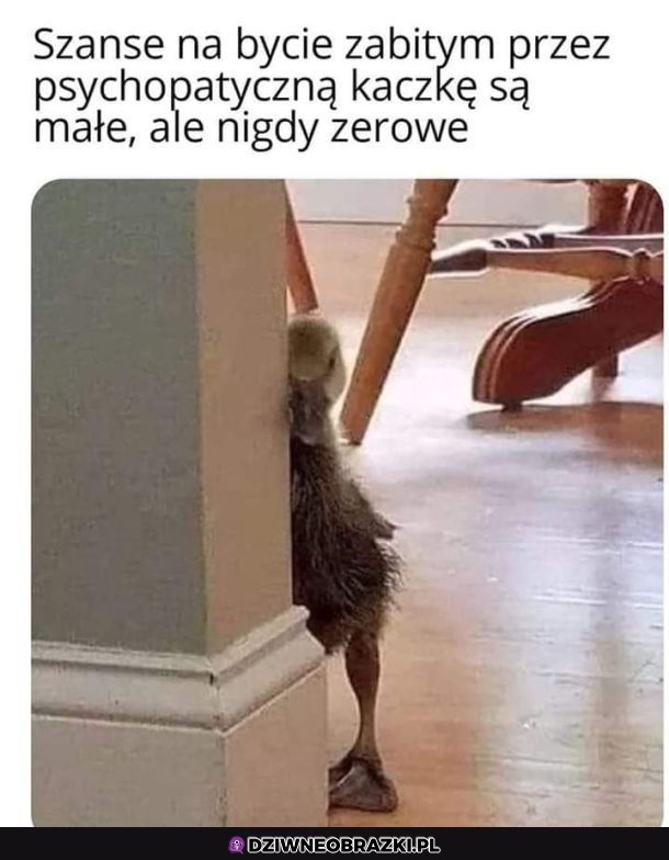 Jest taka szansa