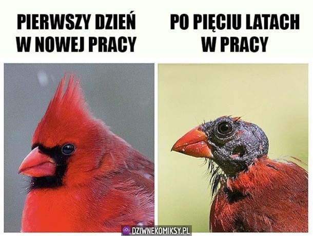 Praca taka jest