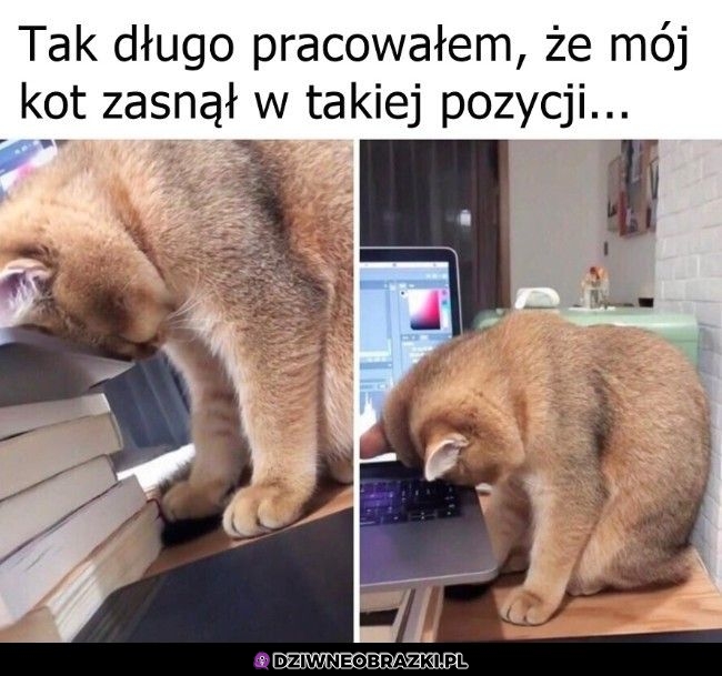 Zaśnięte kitku