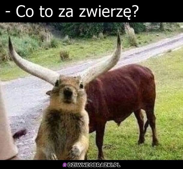 Trudne pytanie