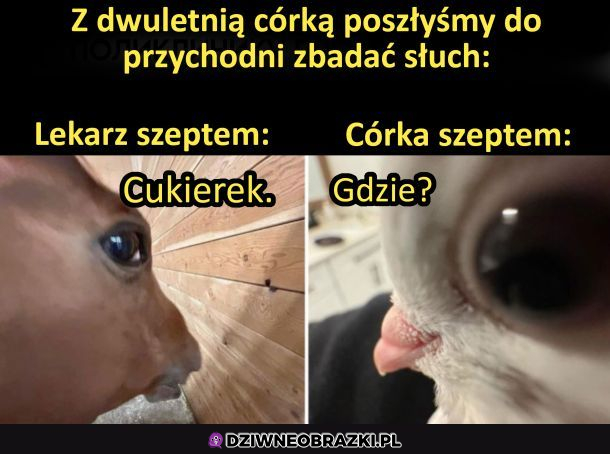 Chyba dobry ma ten słuch