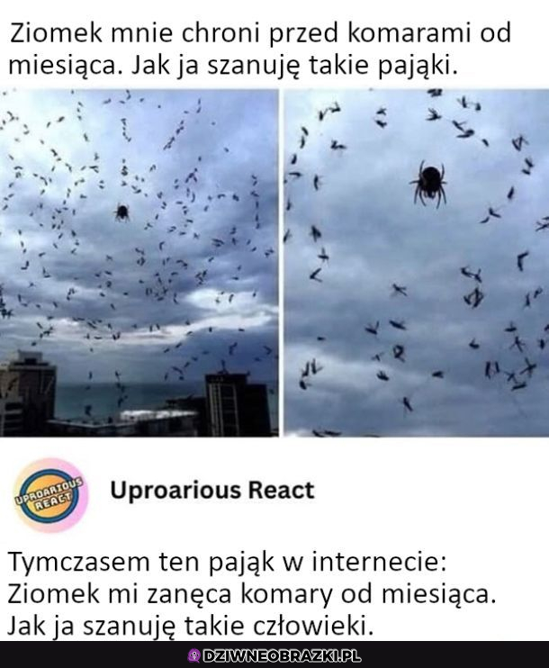Symbioza z pająkiem