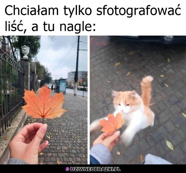 Oddawaj człowieku
