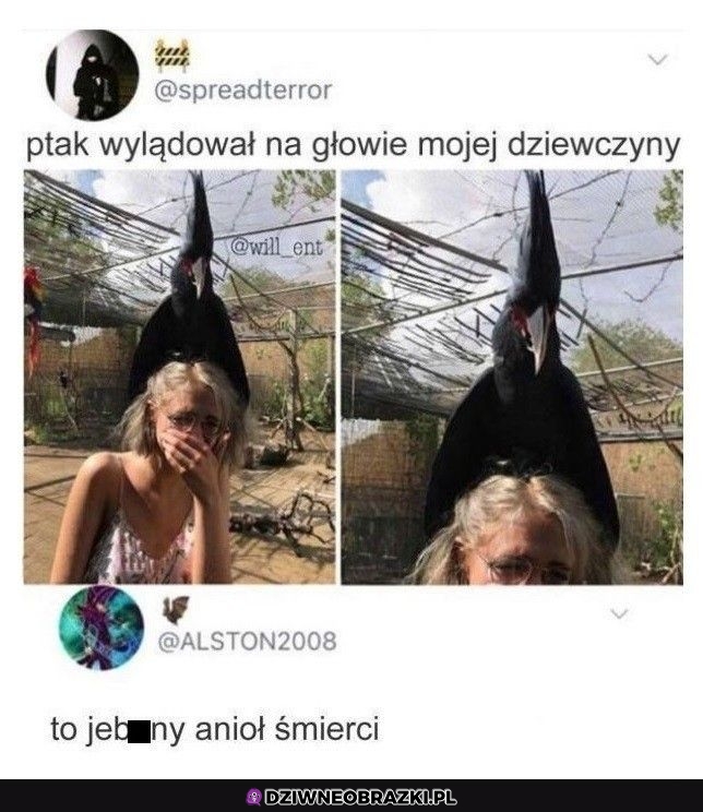 Uroczy ptaszek