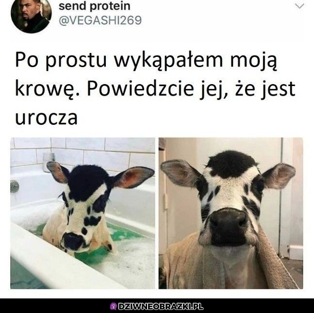 Jest