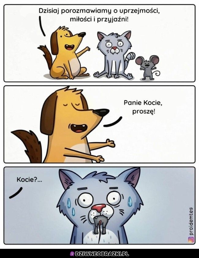 Kocie