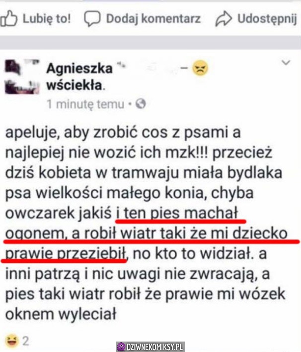 Madka kontra piesek w tramwaju