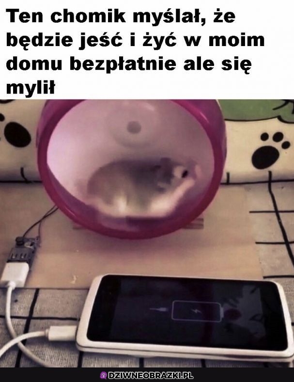 Zasuwaj mały, zasuwaj