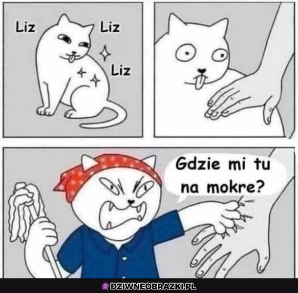 Z życia kota