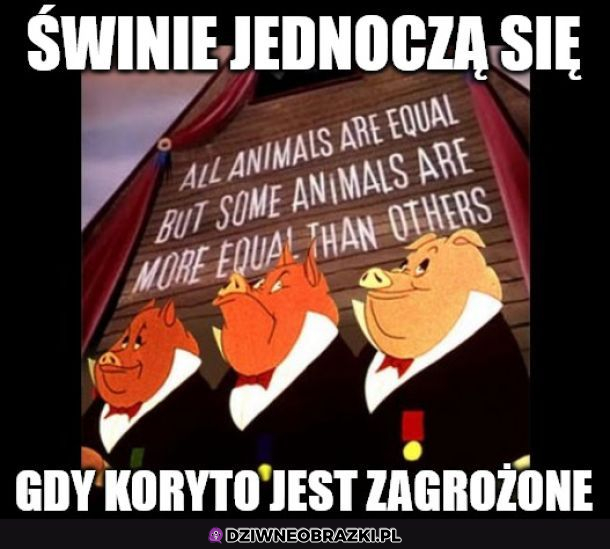 Zjednoczenie świń