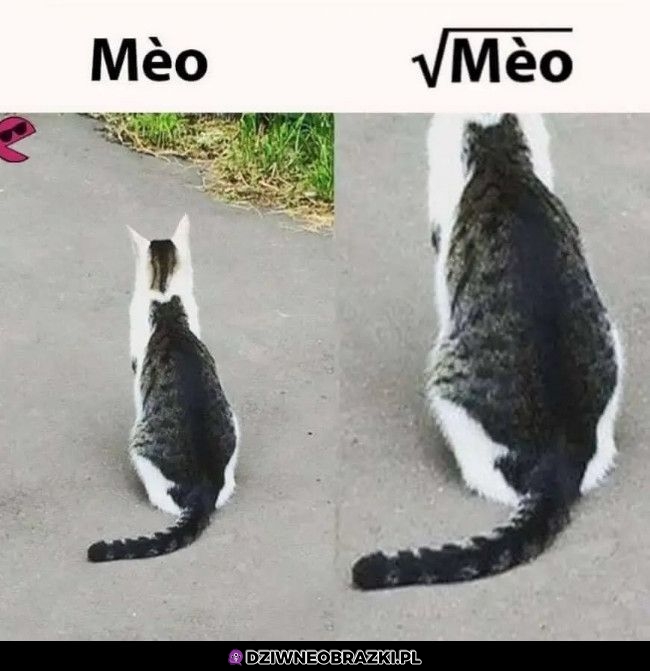 Kot w kocie