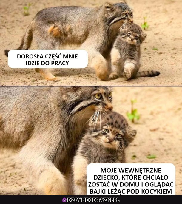Gdy jesteś już dorosły...