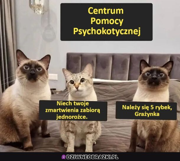 Koci Terapeuci