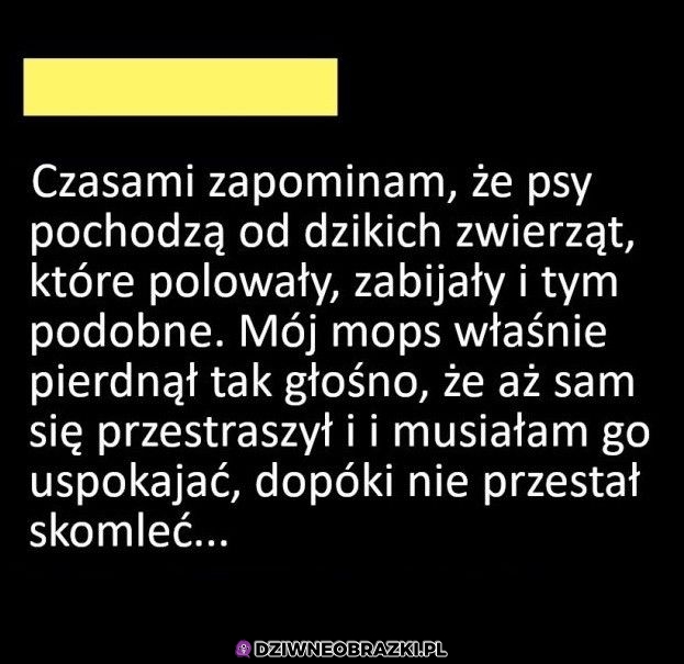 Mops