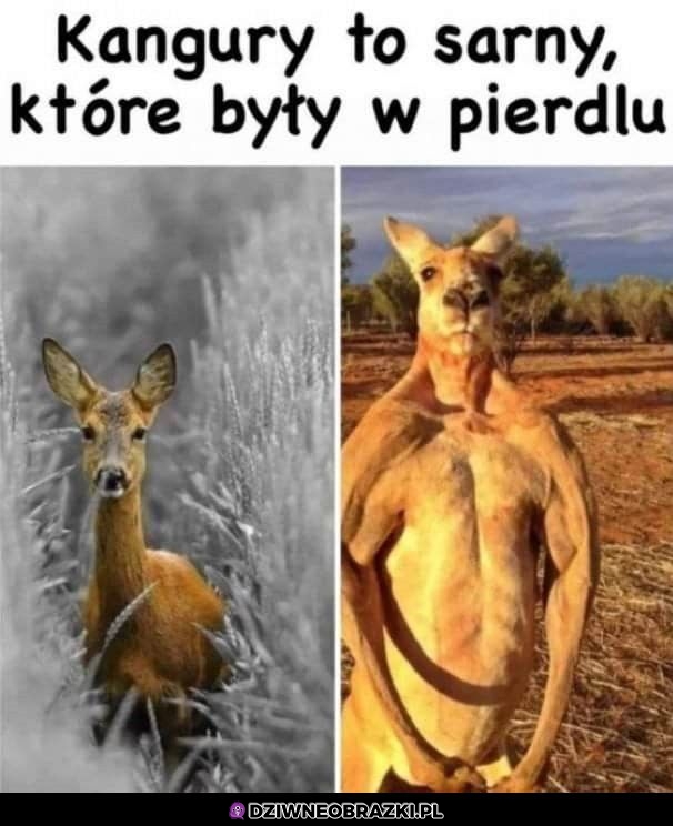 Kangury
