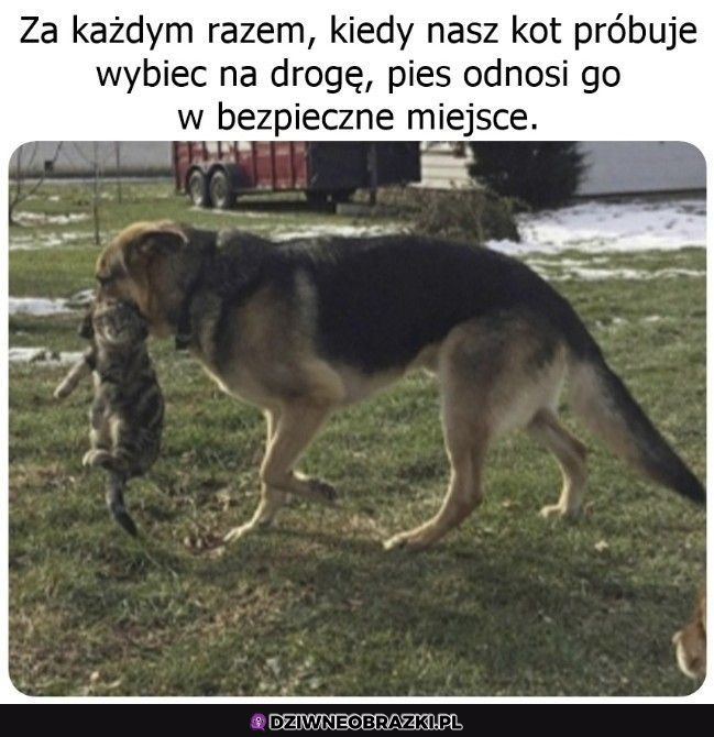 grzeczny piesek