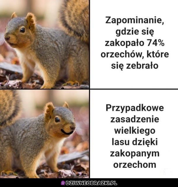 Dzięki wiewióry