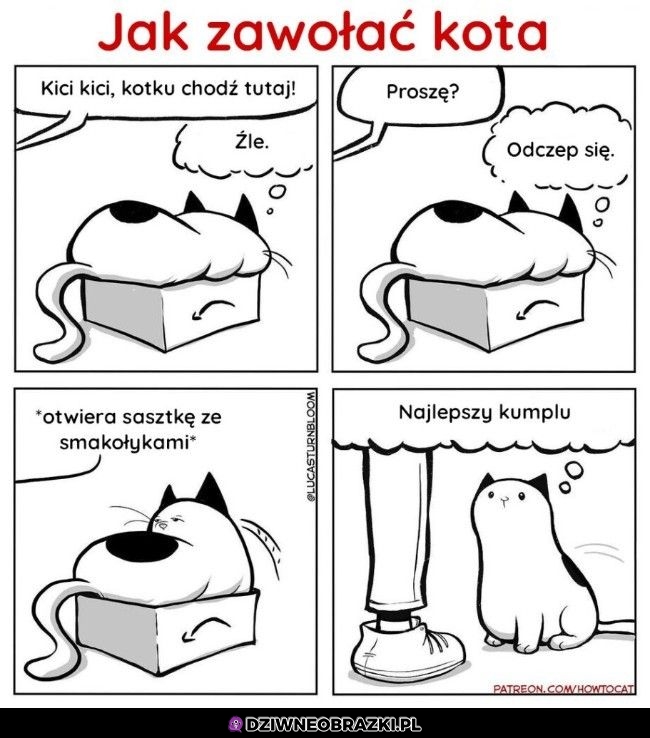 Wołanie kota