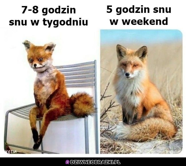 Spanko takie jest