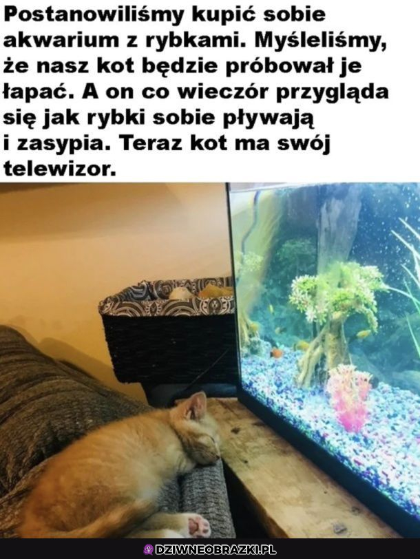 Telewizja dla kota