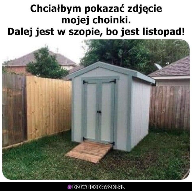 Zdjęcie choinki