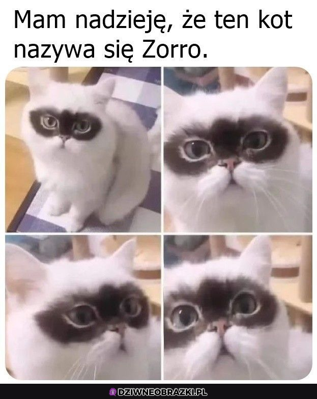 Pasuje mu?