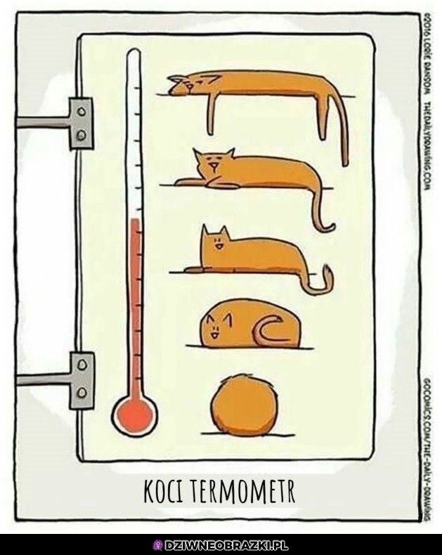 Termometr