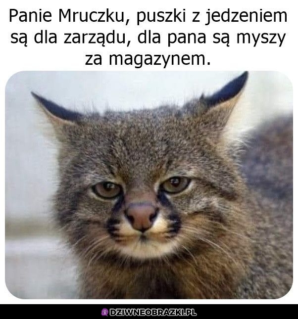 Puszczeczki dla zarządu