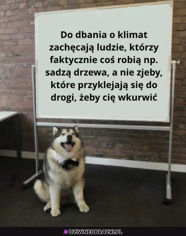 Pieseł prawdę Ci powie 