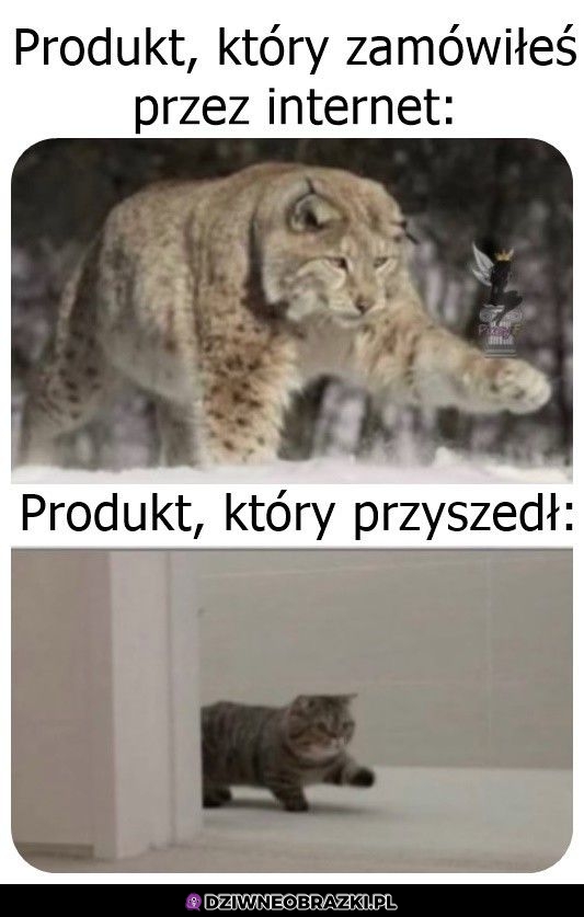 Zakupy przez internet takie są